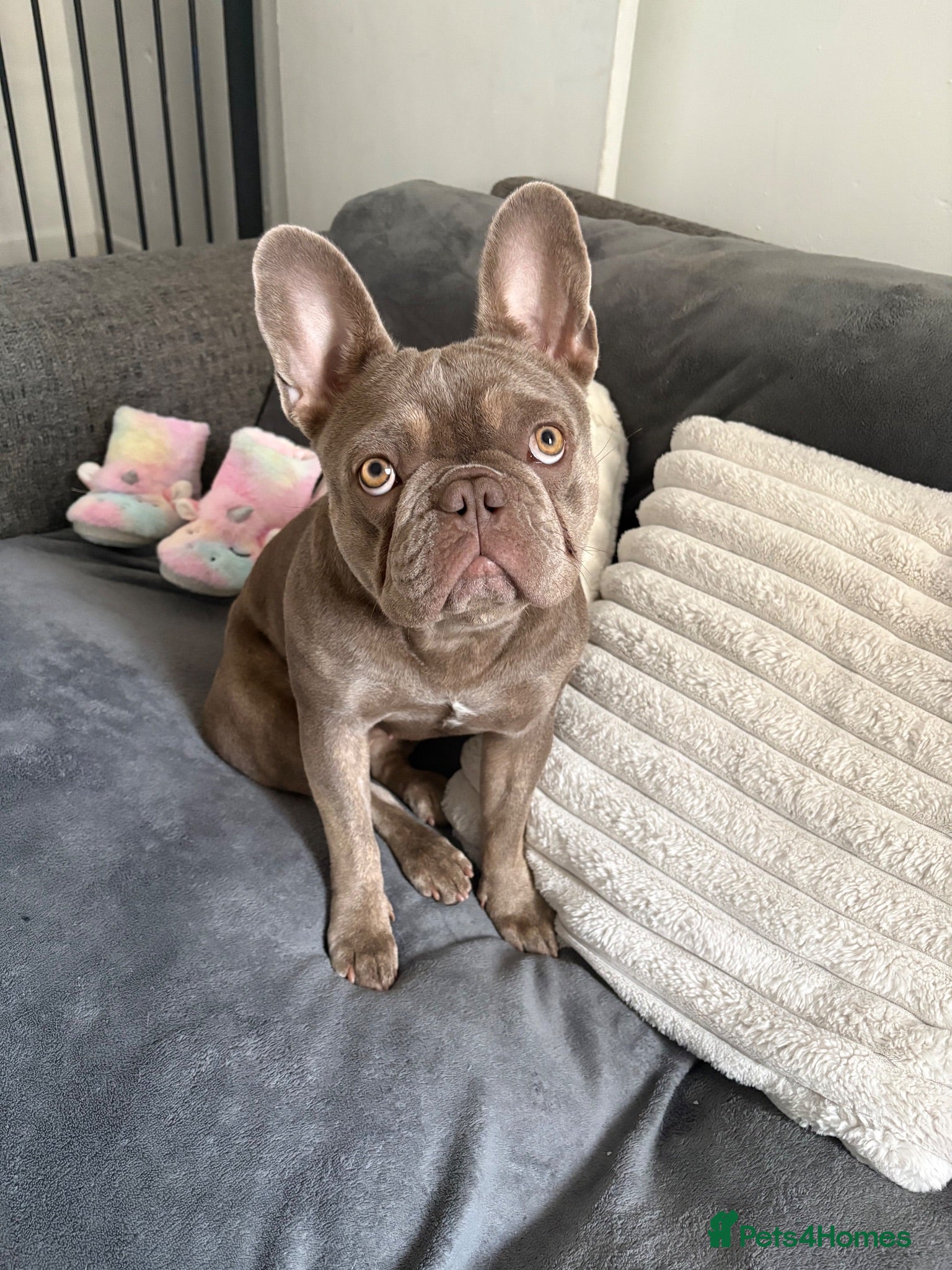 French Bulldog dogs Female frenchie bella - Advert 8