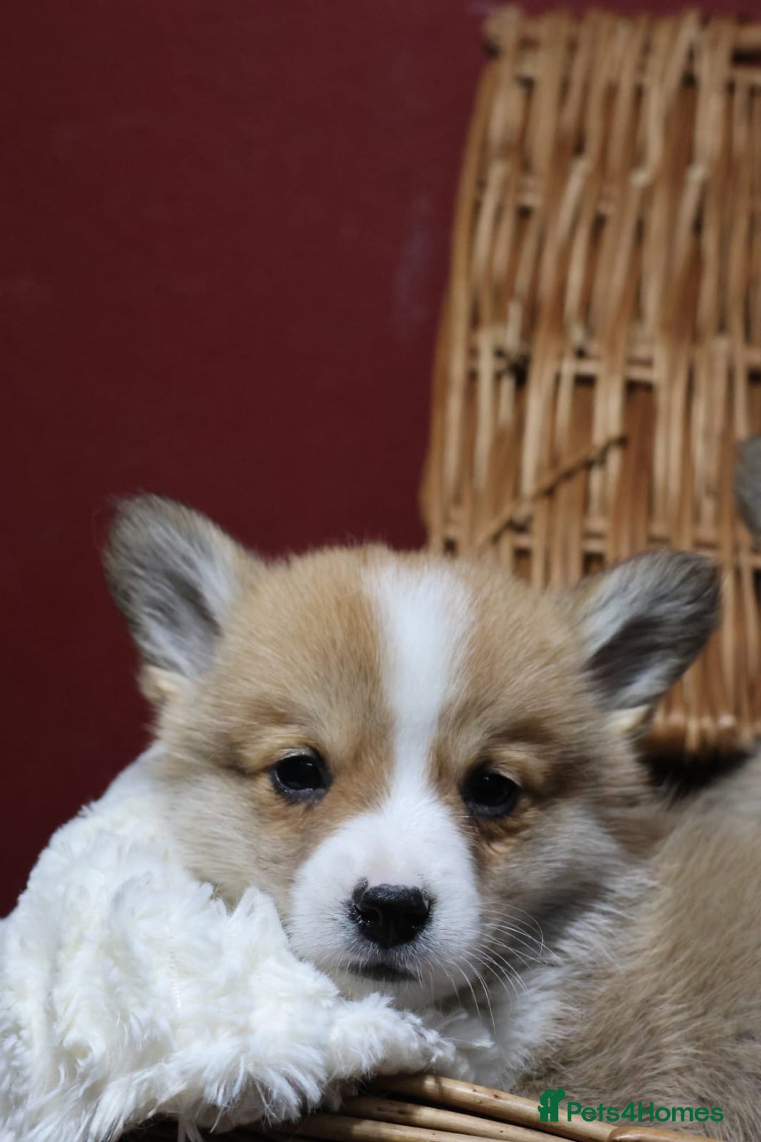 Welsh Corgi Pembroke dogs for sale: Champion bloodlines on both sides, great with kids - Advert 10