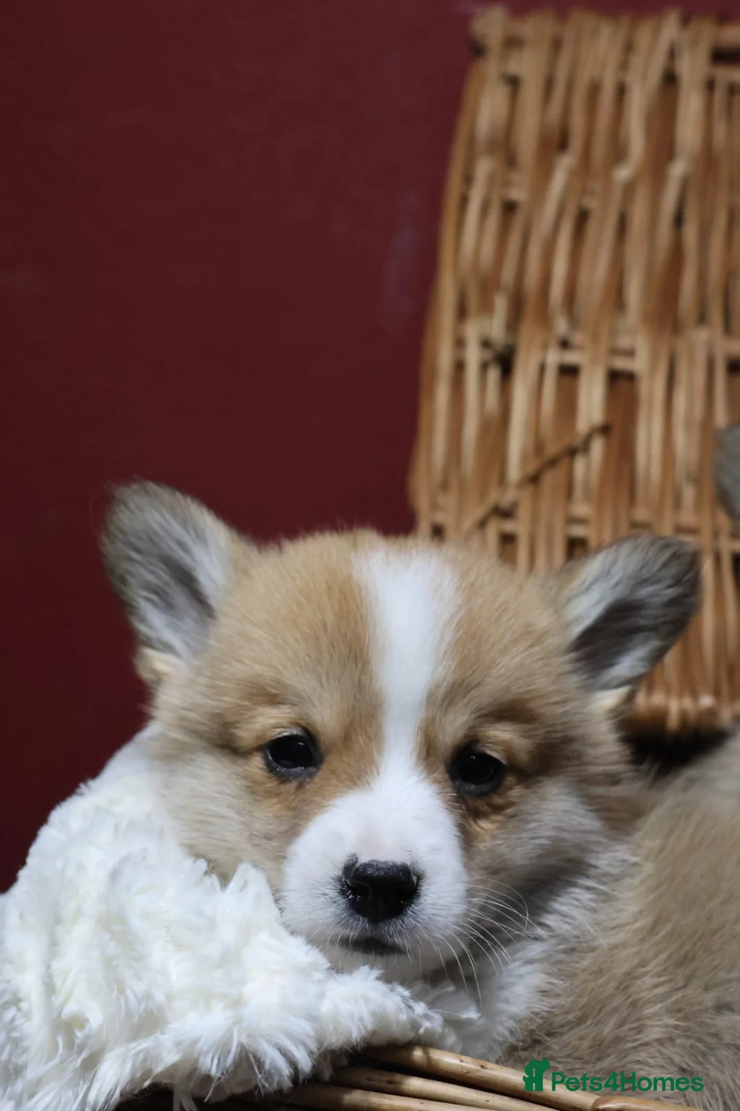 Welsh Corgi Pembroke dogs for sale: Champion bloodlines on both sides, great with kids - Advert 16
