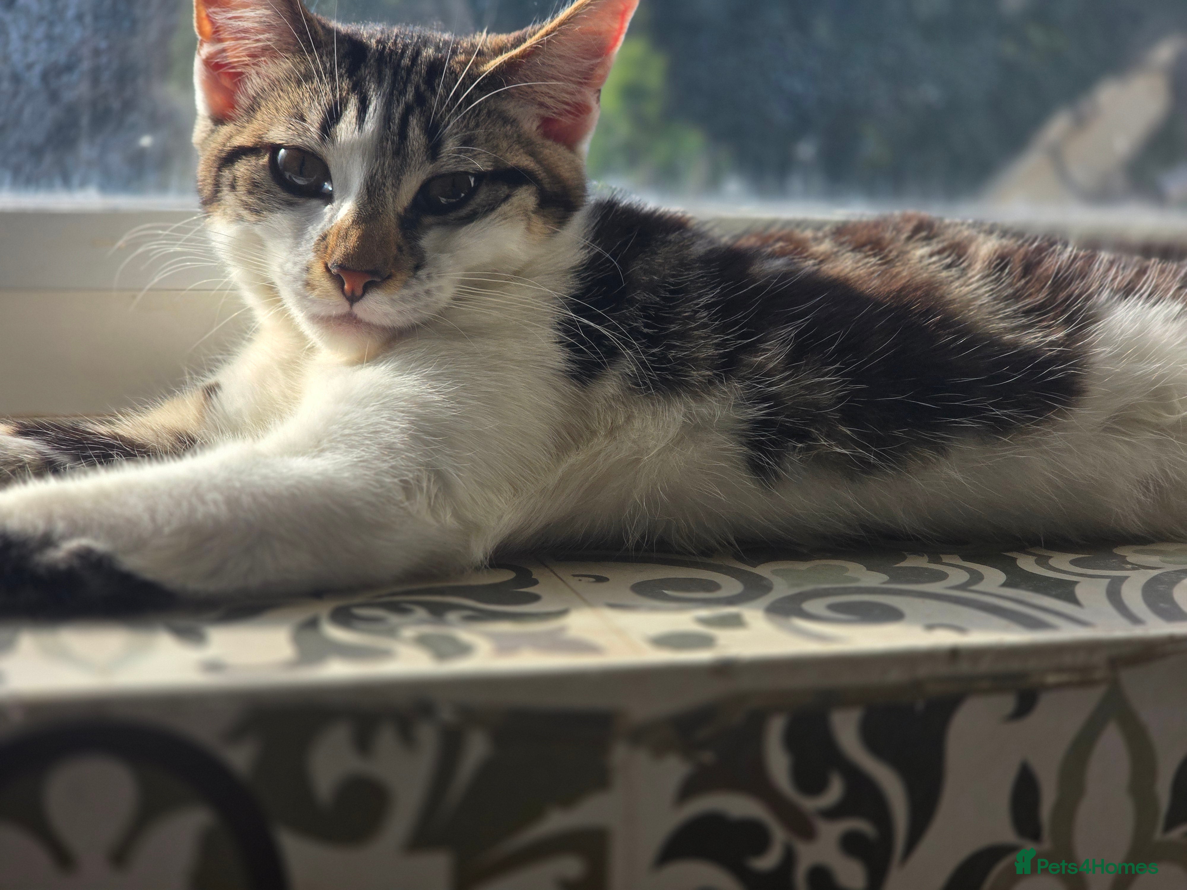 Mixed Breed cats Pretty girl  - Advert 2