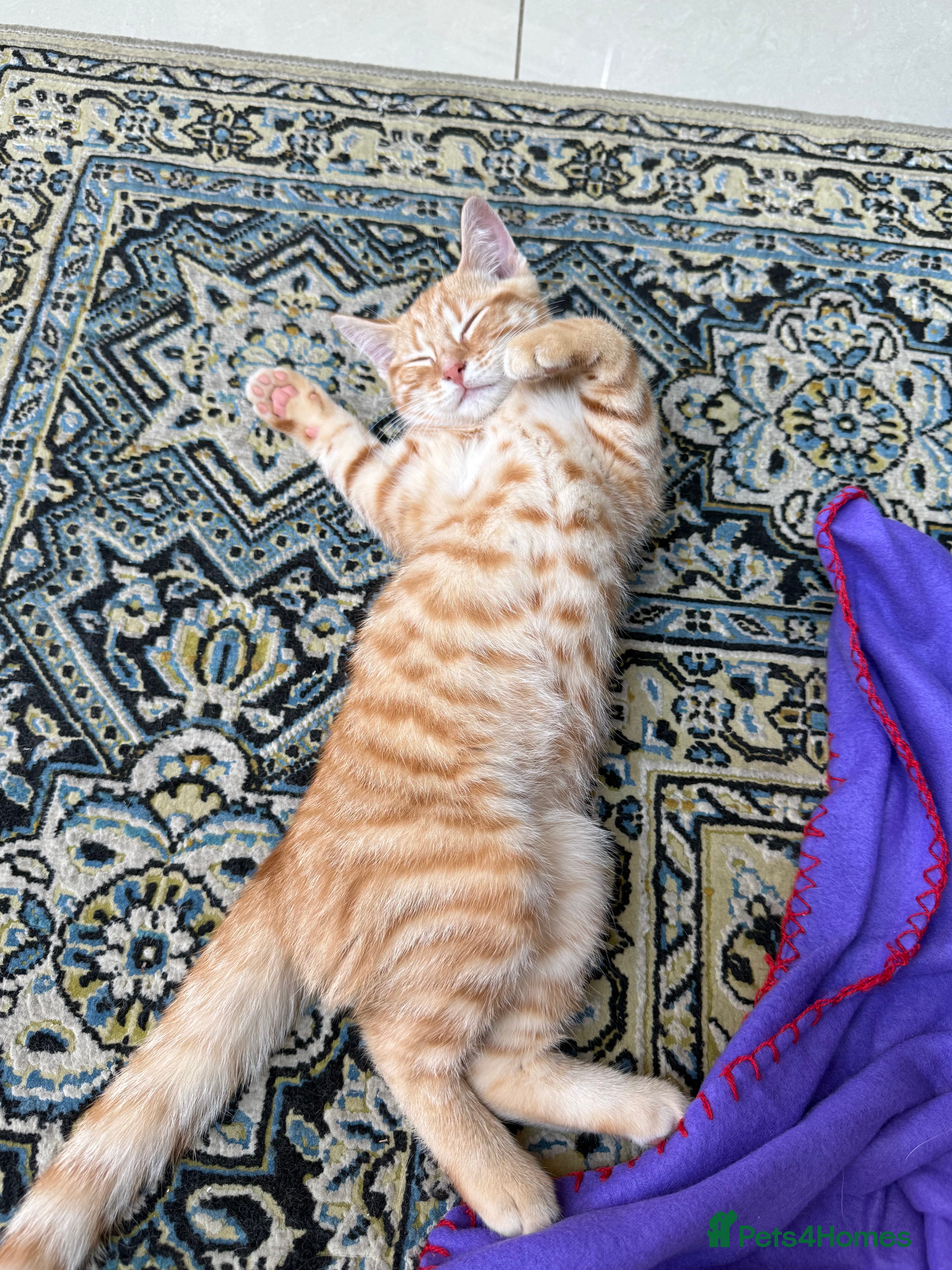 Scottish Fold cats Beautiful Scottish Fold & British Shorthair Kitten - Advert 2