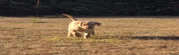 Labrador Retriever dogs for sale: Exceptional Kc registered Labrador male - Advert 3