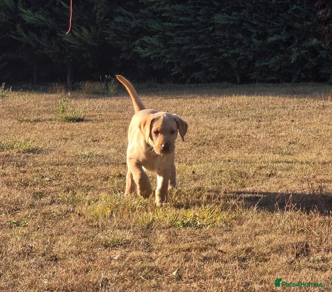 Labrador Retriever dogs for sale: Exceptional Kc registered Labrador male - Advert 3