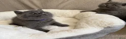 British Shorthair cats for sale: GCCF Blue BSH chunky champion lines - Advert 20