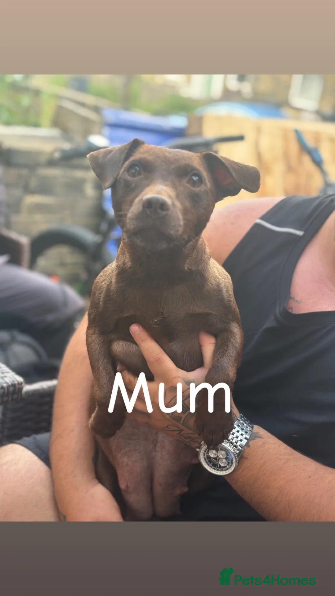 Patterdale Terrier dogs for sale: Beautiful patterdale  - Advert 14