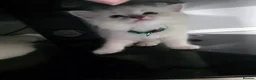 Ragdoll cats for sale: Ragdoll kitten - Advert 6