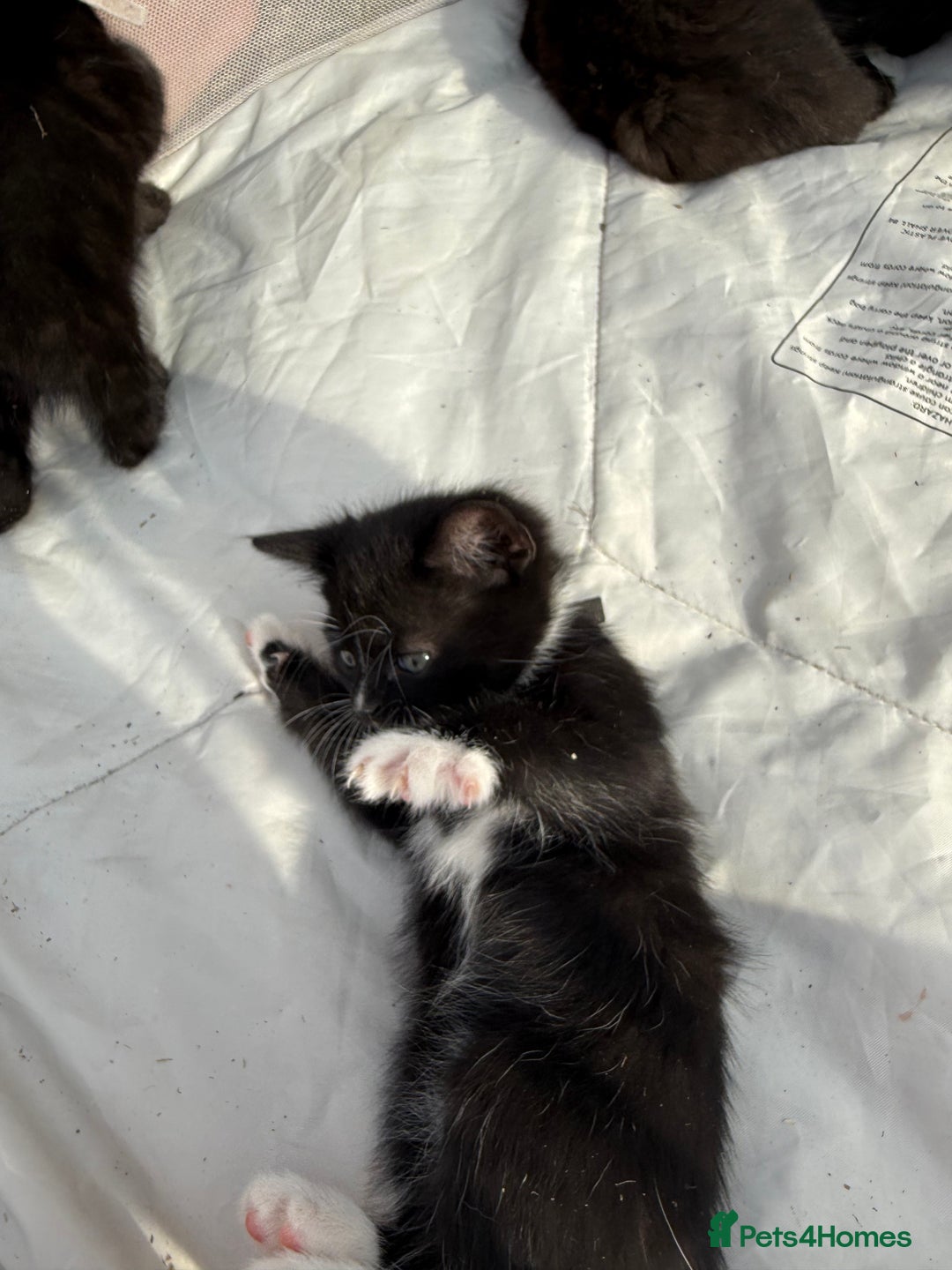 Mixed Breed cats for sale: Litter of Kittens For Sale - only 1 Male left in Dunstable - Image 19