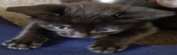 Mixed Breed cats for sale: Beautiful strikingly marked kittens  - Advert 7