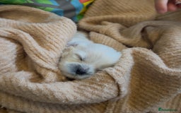 Bichon Frise dogs for sale: Beautiful Bichon Frise only 1 available  - Image 4