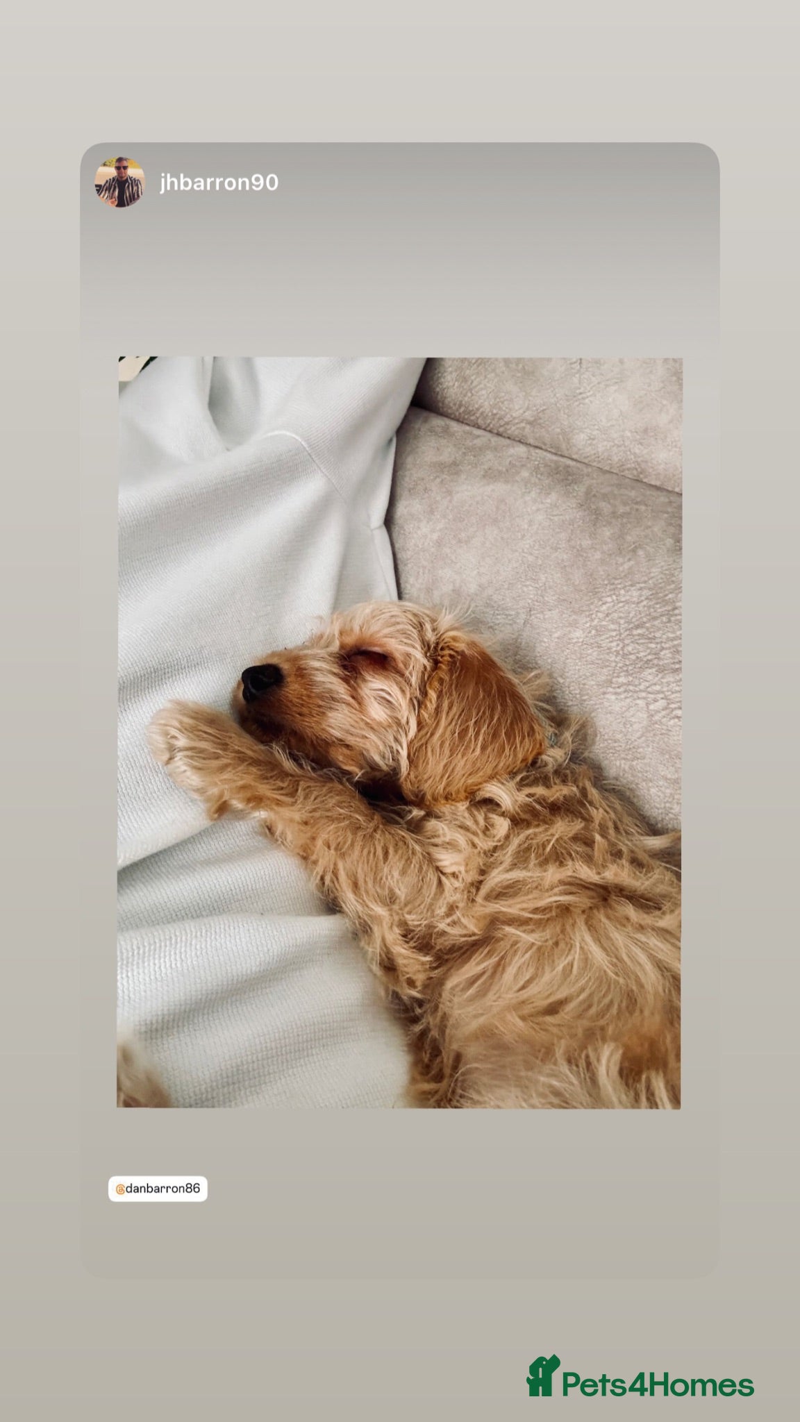 Mixed Breed dogs Poochon (X) - Advert 5