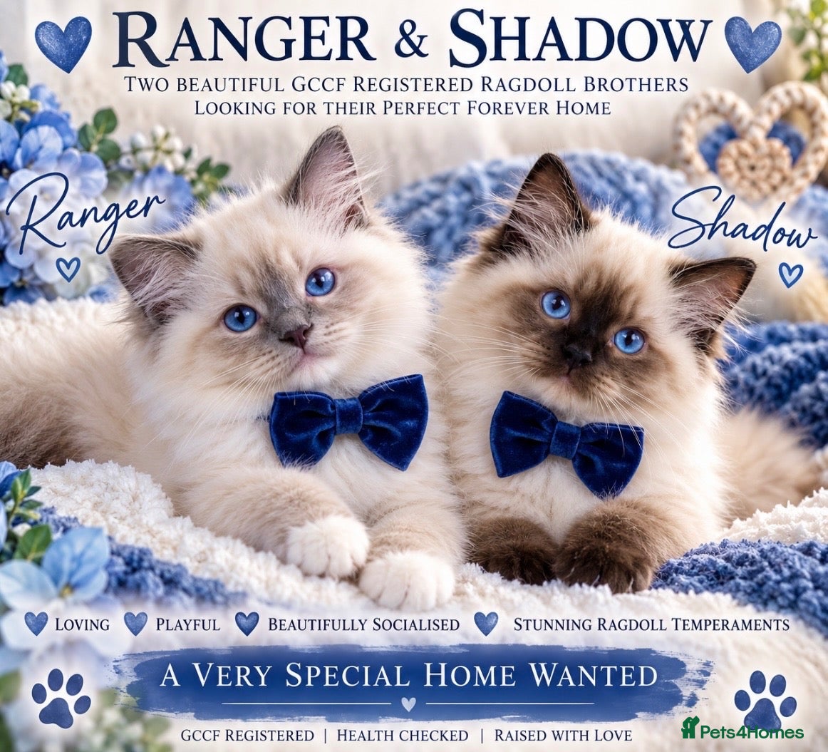 Ragdoll cats ❤️ Very special homes needed GCCF RAGDOLLS  - Advert 1