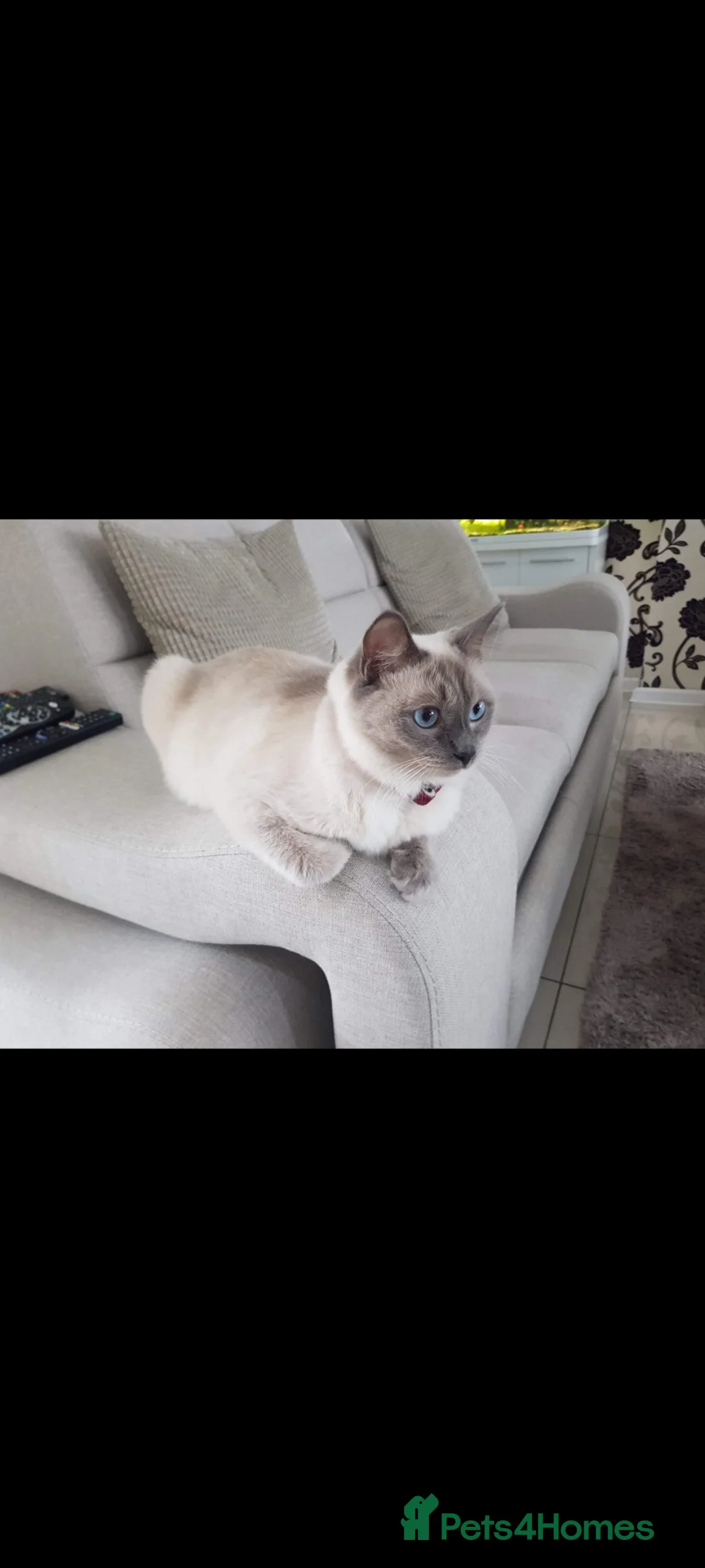 Ragdoll cats for sale: 1 Already reserved Fluffy Ragdoll Cross Kittens  - Advert 2