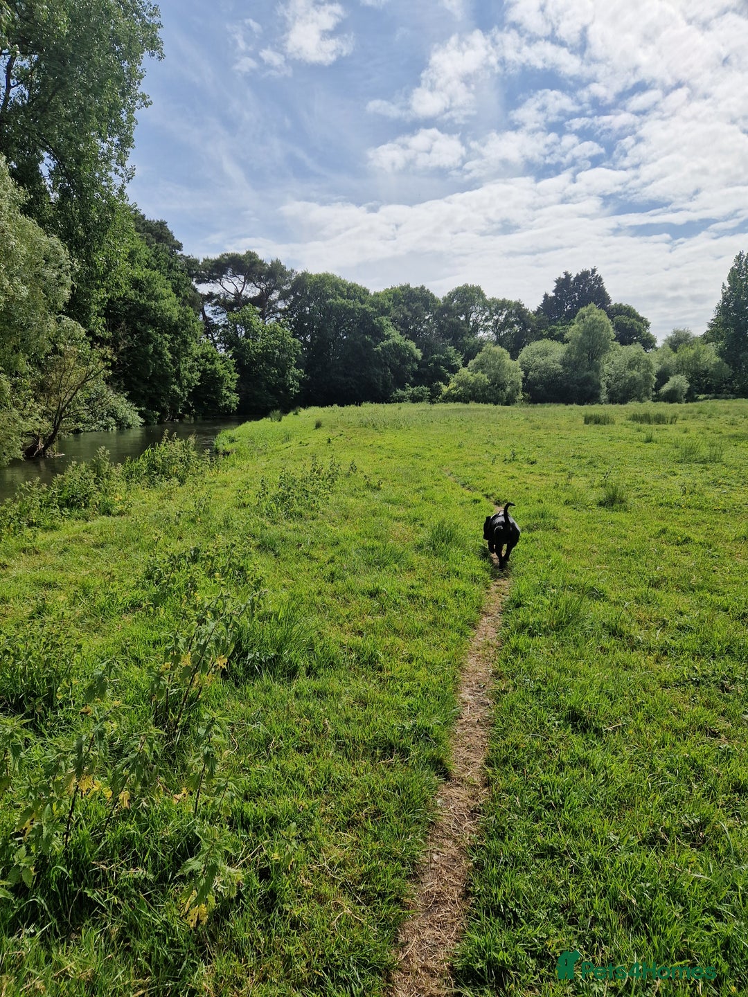 Staffordshire Bull Terrier dogs for sale: 19 months old male Staffordshire Bull Terrier - Image 5