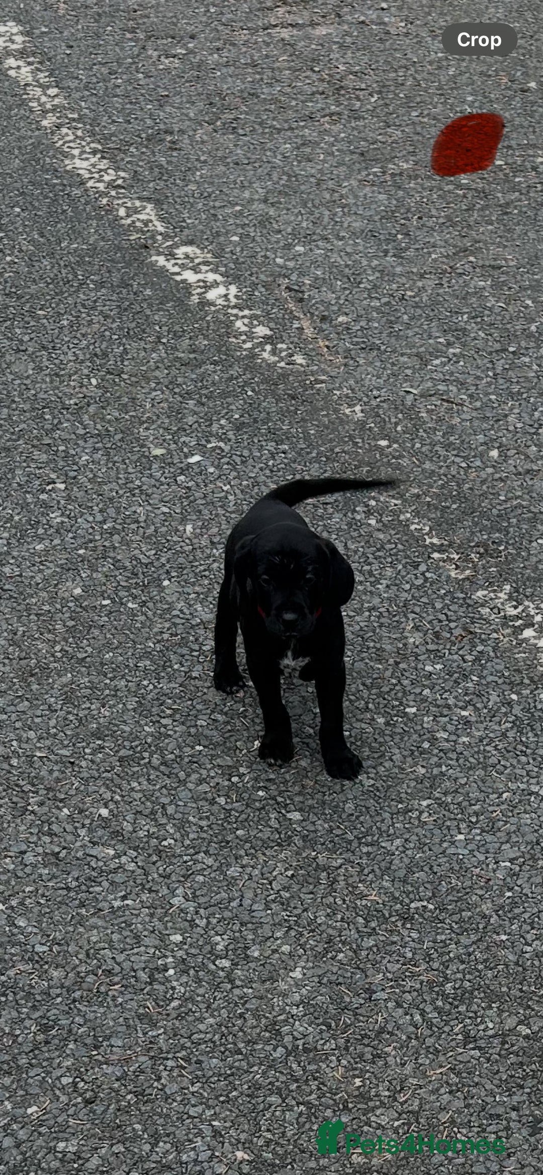 Mixed Breed dogs for sale: Dalmatian/Golden retriever cross puppies - Image 22