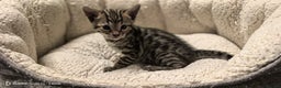 Bengal cats for sale: Bengal babies  - Advert 7