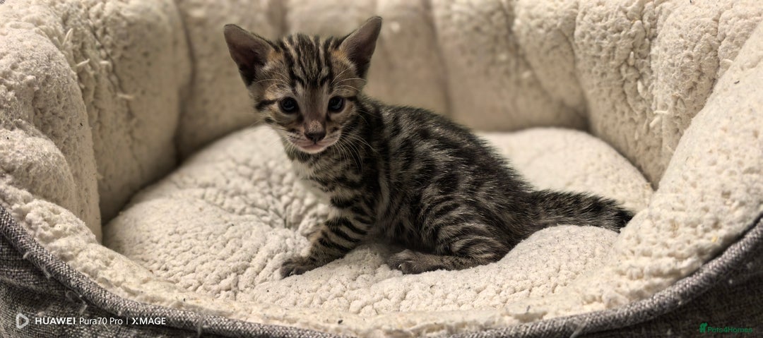 Bengal cats for sale: Bengal babies  - Advert 7
