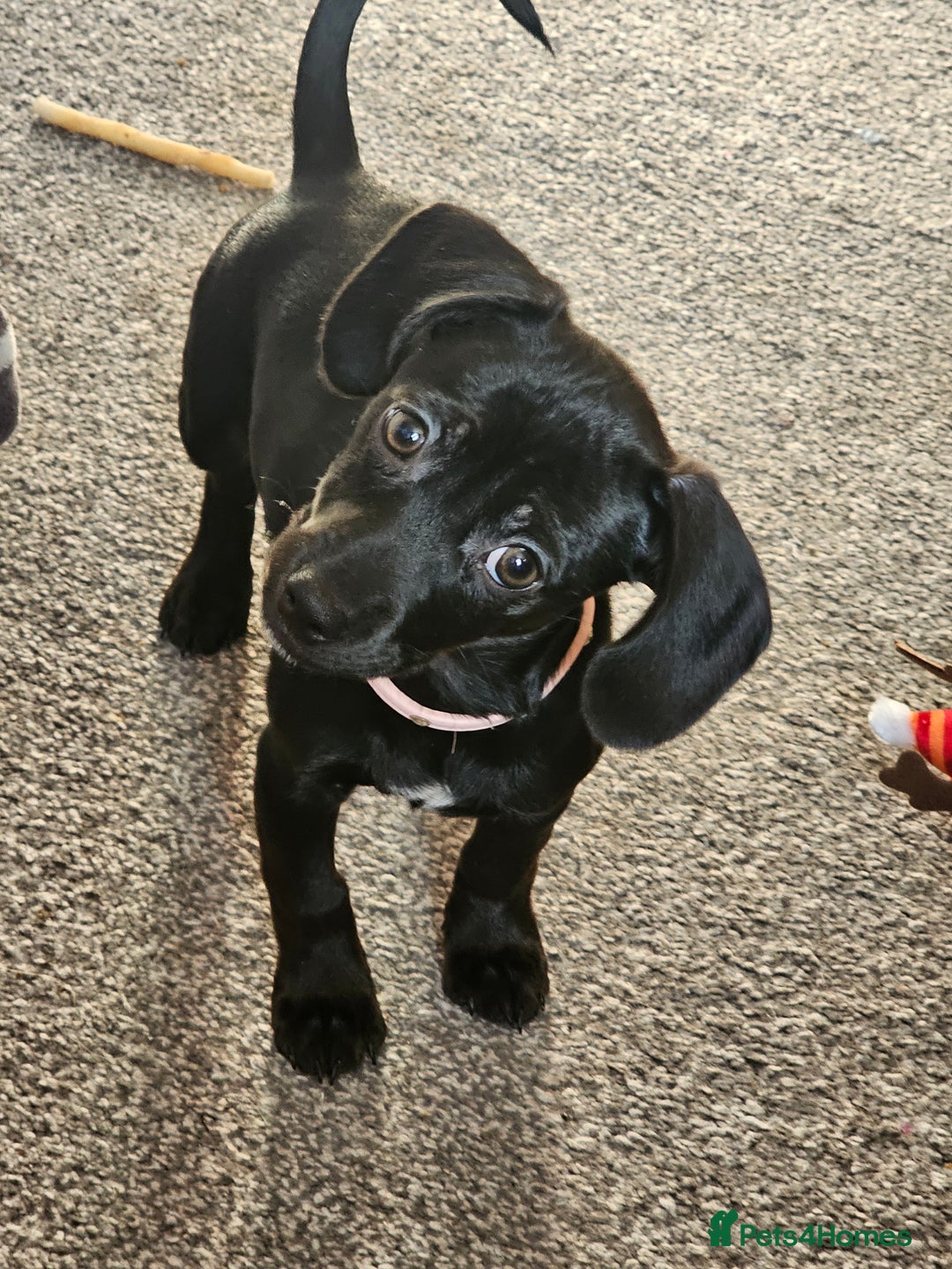 Chiweenie dogs for sale: Poppie the chiwee - Advert 1