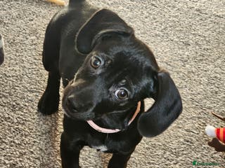 Chiweenie dogs Poppie the chiwee - Advert 1