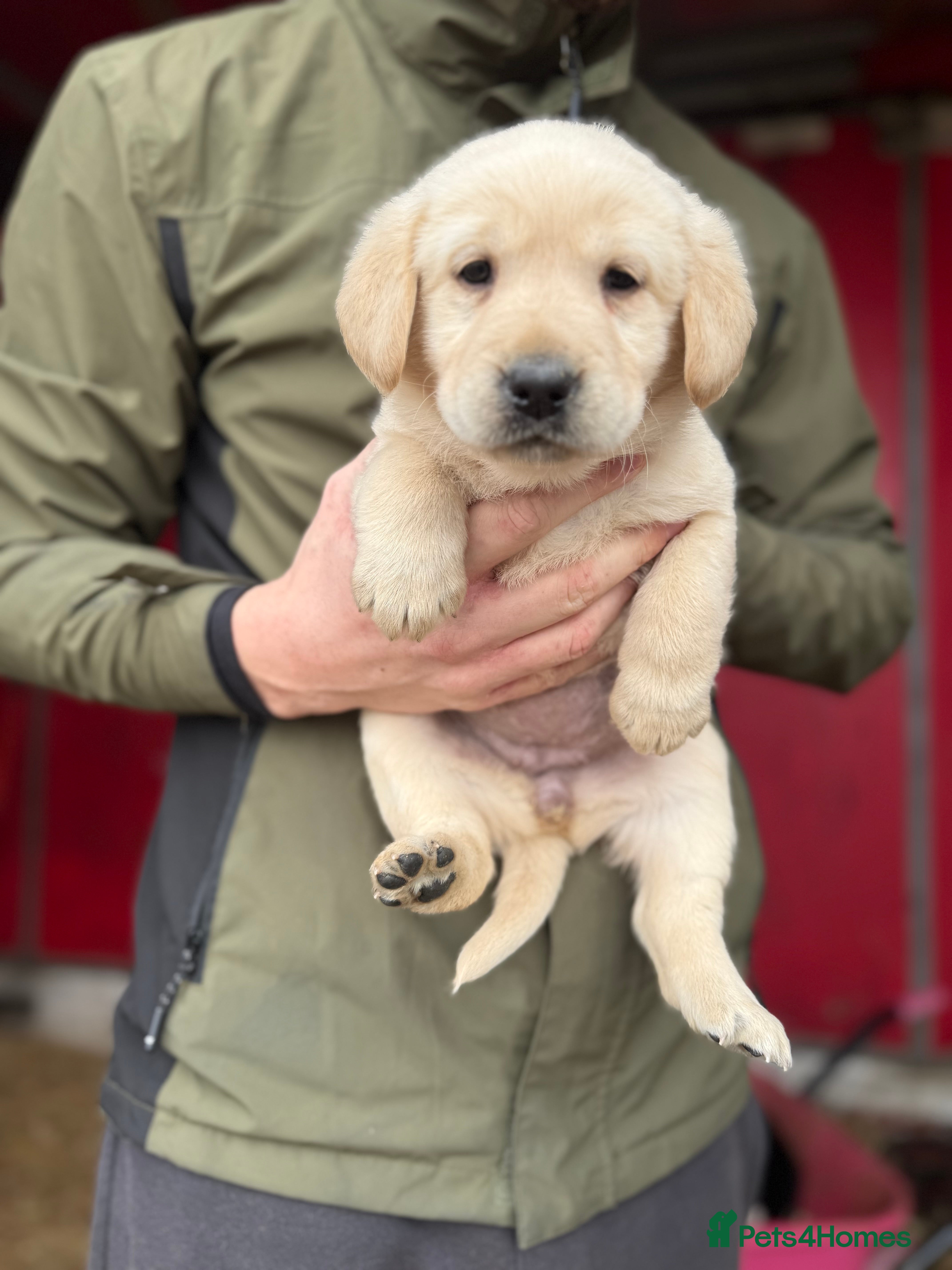 Labrador Retriever dogs Labrador retriever pups for sale black and gold X - Advert 2
