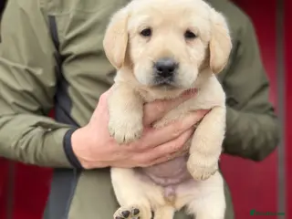 Labrador Retriever dogs Labrador retriever pups for sale black and gold X - Advert 2