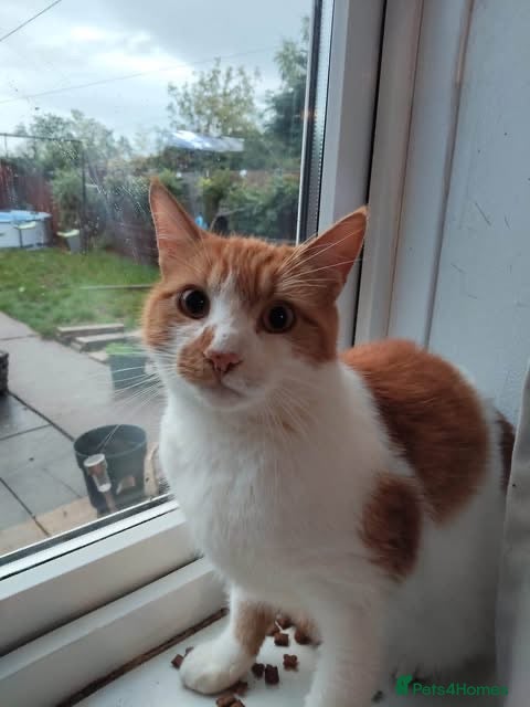 Mixed Breed cats for adoption: 💙🐱 PATCH – A BIG GINGER TEDDY BEAR - Advert 9