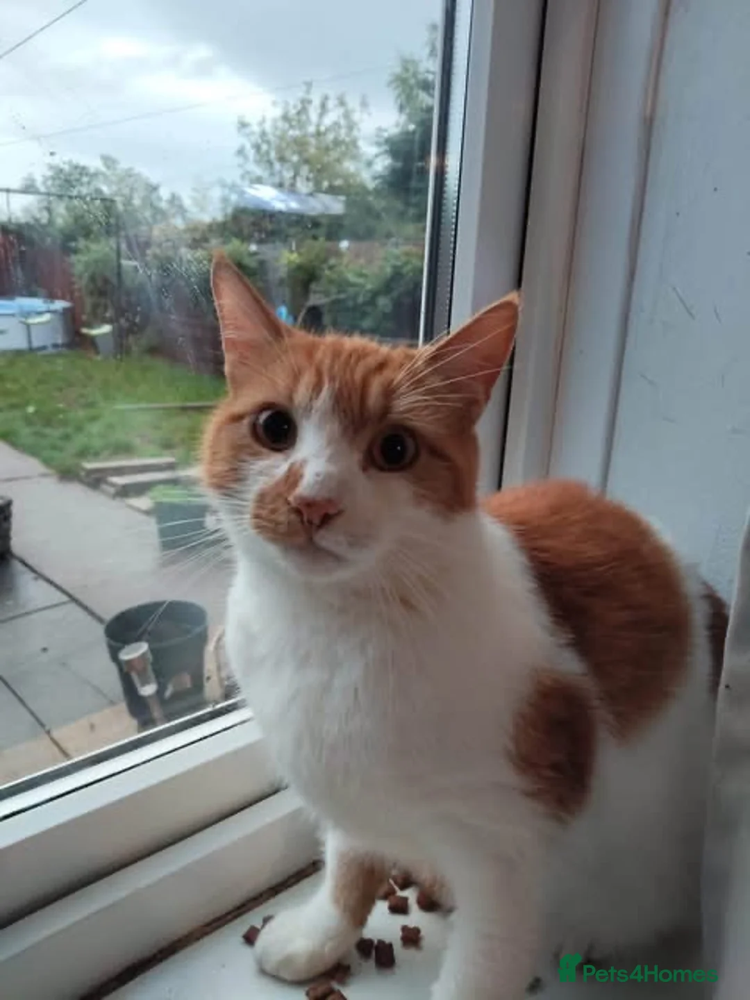 Mixed Breed cats for adoption: 💙🐱 PATCH – A BIG GINGER TEDDY BEAR in Derby - Advert 1