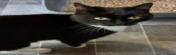 Mixed Breed cats for adoption: MIDNIGHT - Advert 3