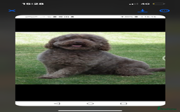 Mini Goldendoodle dogs for stud: Miniature Golden Doodle for stud. - Image 7
