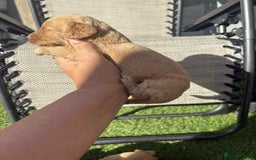 Cockapoo dogs for sale: Beautiful cockerpoo pups for sale - Image 9