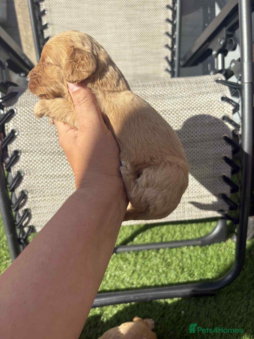 Cockapoo dogs for sale: Beautiful cockerpoo pups for sale - Image 9