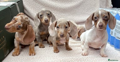 Dachshund dogs - Advert 6