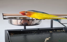 Lovebirds birds for sale: Lovebird pair for rehoming, free to good home - Image 1