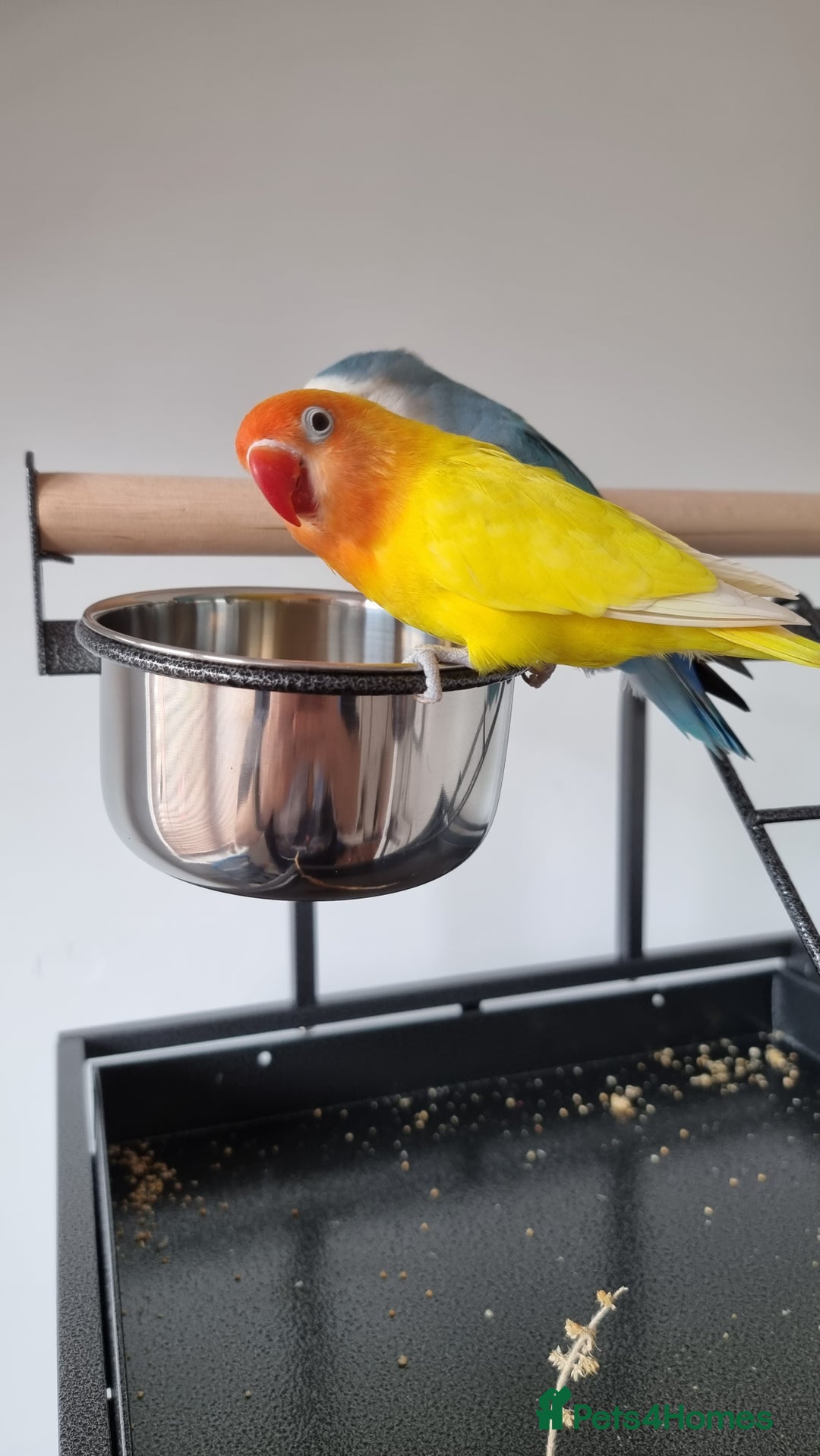 Lovebirds birds for sale: Lovebird pair for rehoming, free to good home - Image 1