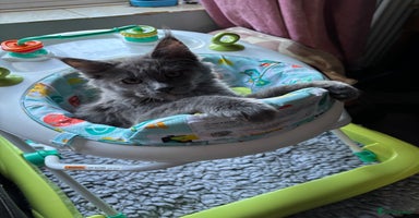 Maine Coon cats - Advert 12