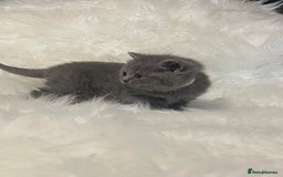 British Shorthair cats for sale: British Shorthair kittens - Image 7