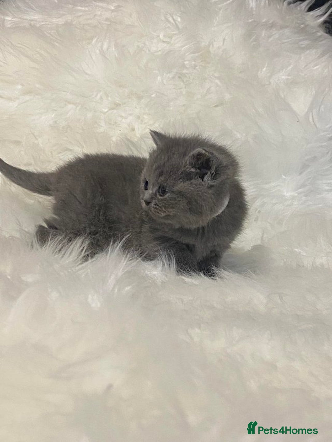 British Shorthair cats for sale: British Shorthair kittens - Image 7