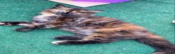 Maine Coon cats for sale: Maine Coon Kittens  in Bridgwater - Advert 5