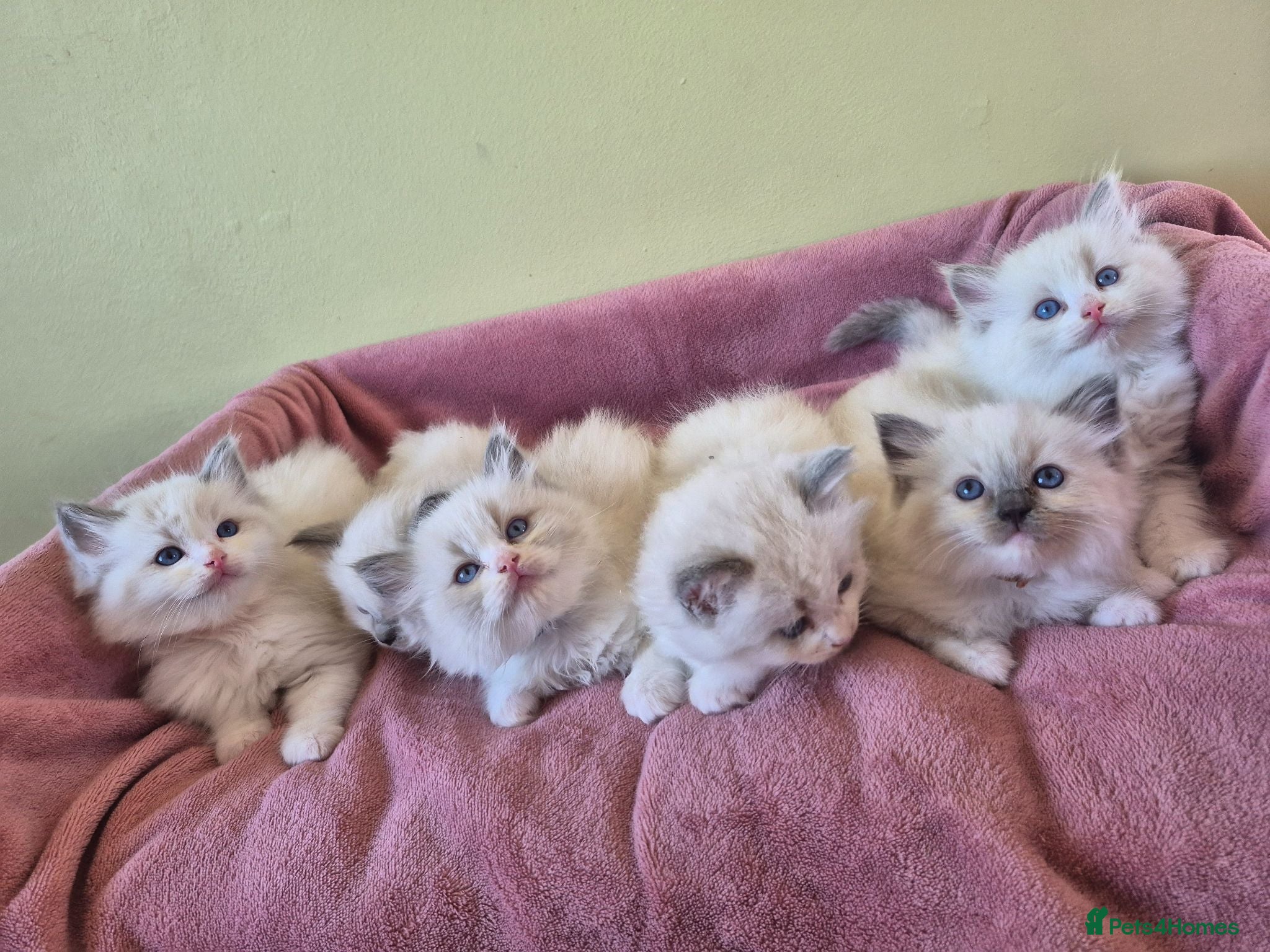 Ragdoll cats Ragdoll kittens GCCF regsitered - Advert 19