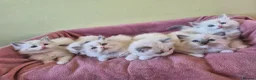 Ragdoll cats for sale: Ragdoll kittens GCCF regsitered - Advert 3