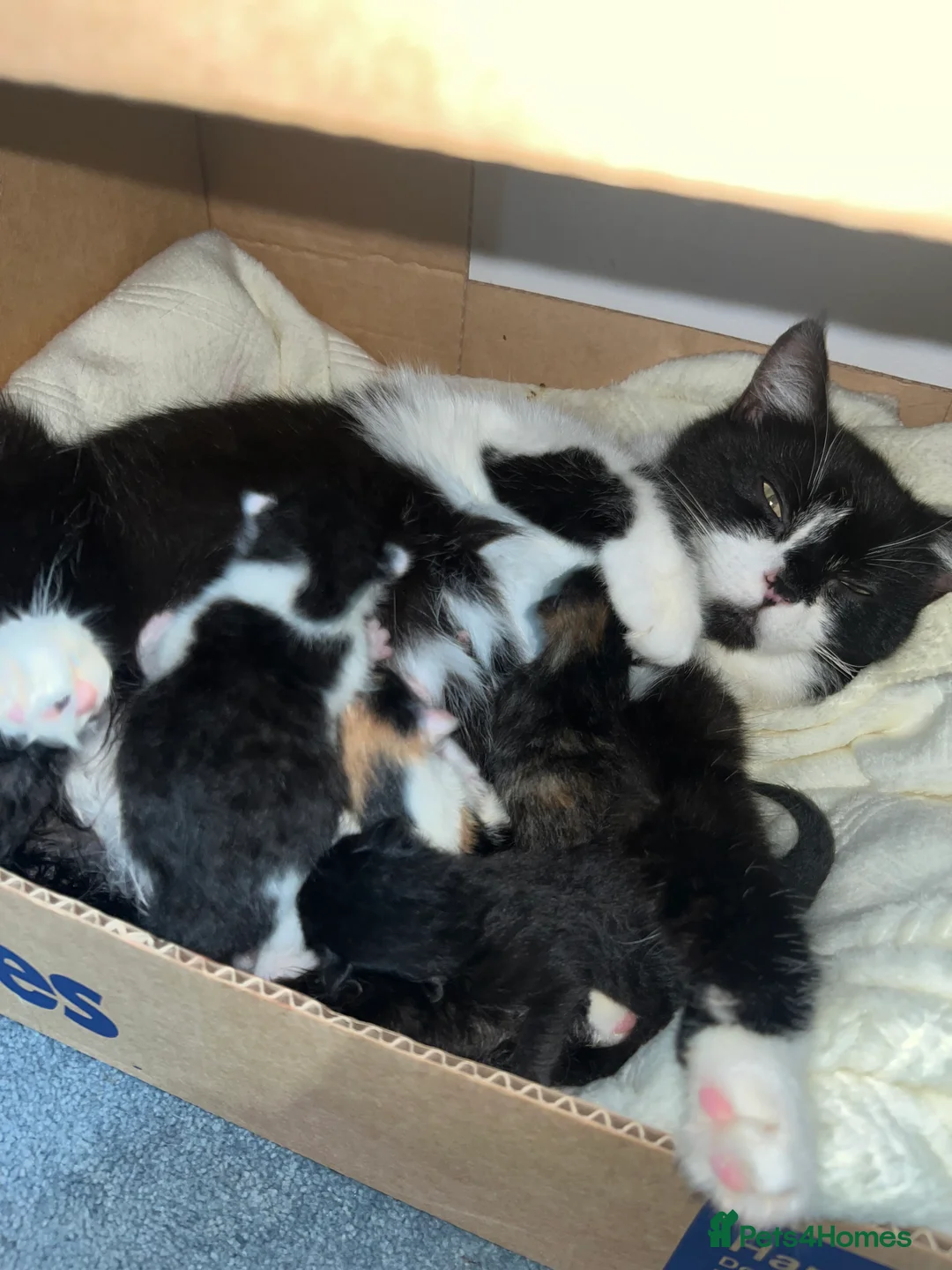 Domestic Shorthair cats for sale: 6 months old black male cat for sale  - Advert 1