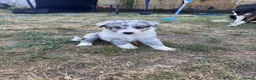 Border Collie dogs for sale: Border collie puppies  - Advert 20