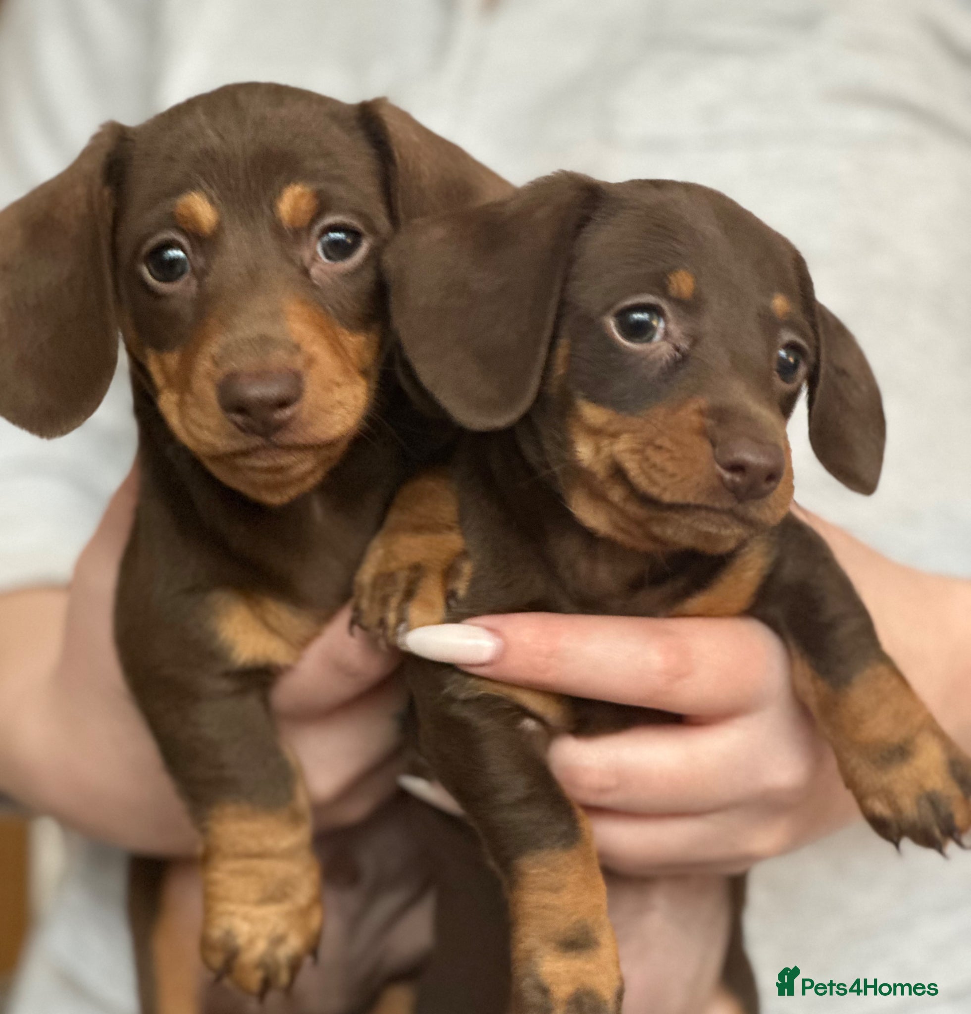 Miniature Dachshund dogs GIRL Miniature Daschund for sale READY IN 1 WEEK - Advert 12