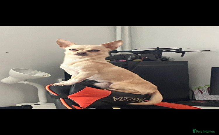 Chihuahua dogs - Advert 5