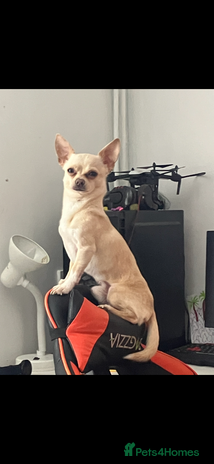 Chihuahua dogs - Advert 11
