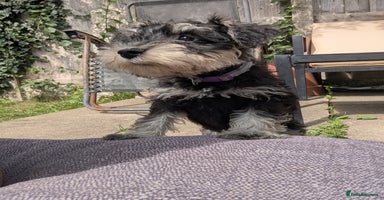 Miniature Schnauzer dogs - Advert 1