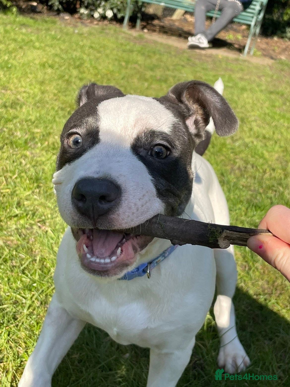 Staffordshire Bull Terrier dogs 1 year old king Irish staff 500.  - Advert 1