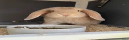 Dwarf Lop rabbits for sale: Dwarf Lops - Advert 7