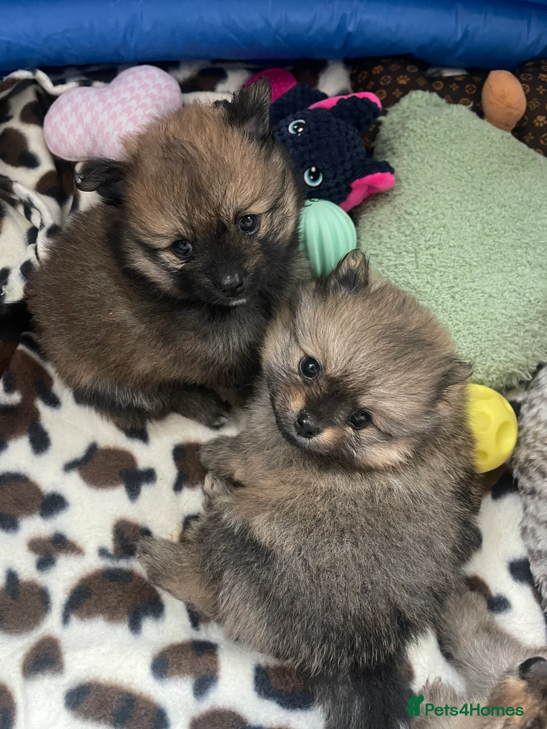 Pomeranian dogs for sale: Pomerian puppies  - Advert 4