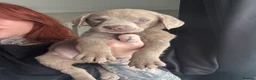 Labrador Retriever dogs for sale: Ready to leave 3 girls KC Silver Labrador puppies  - Advert 28
