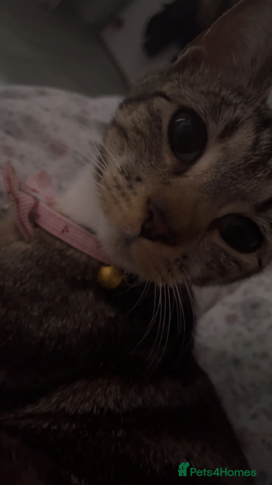 Domestic Shorthair cats for sale: 5 Beautiful Kittens💕 - Advert 2